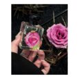Jo Malone Rose & Magnolia Cologne Limited Edition 2024